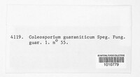 Coleosporium guaraniticum image
